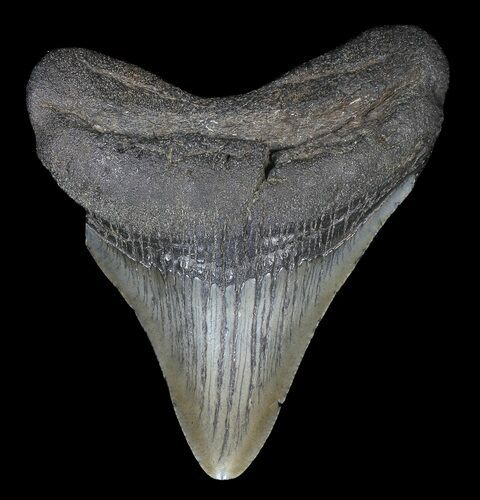 Fossil Megalodon Tooth - Georgia #65722